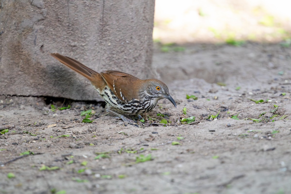 Long-billed Thrasher - Cory Gregory