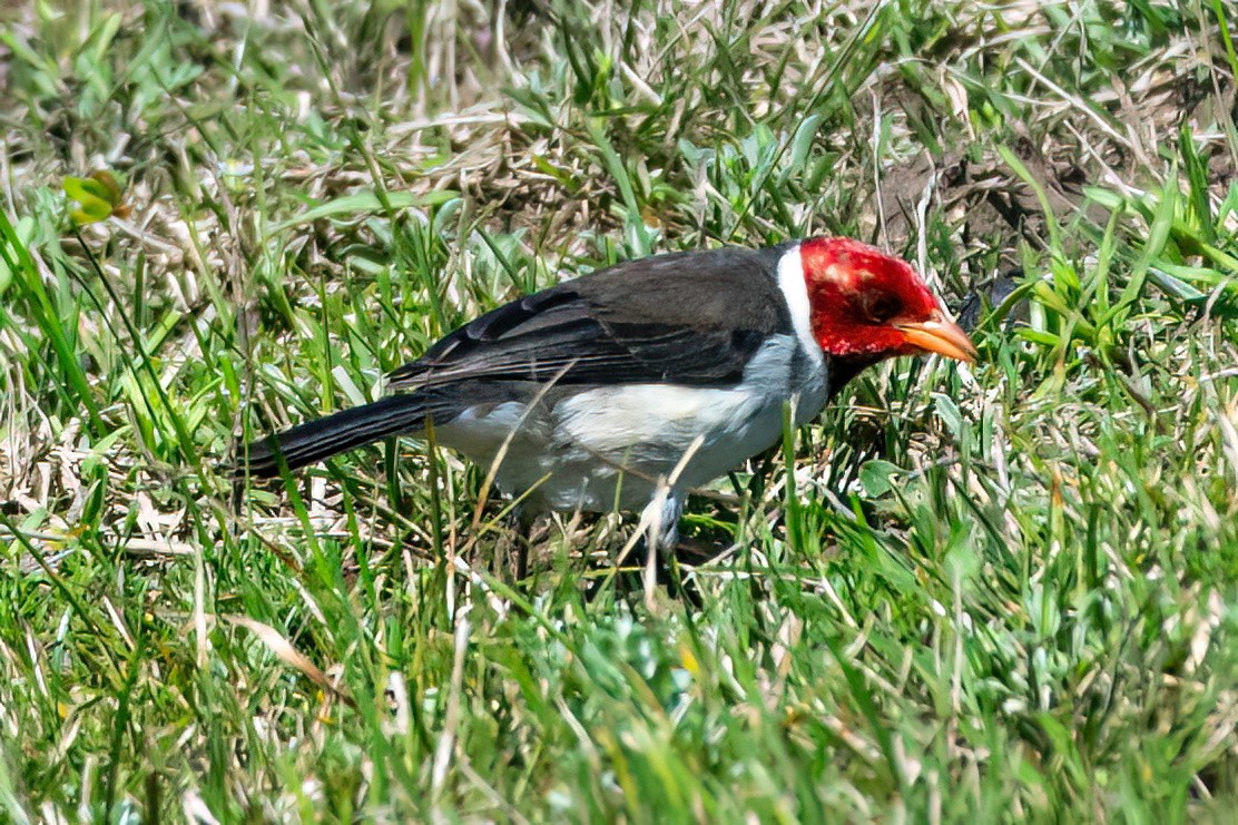 Yellow-billed Cardinal - ML624363319