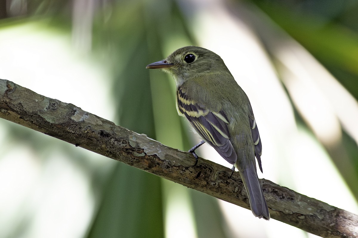 Acadian Flycatcher - ML624363621