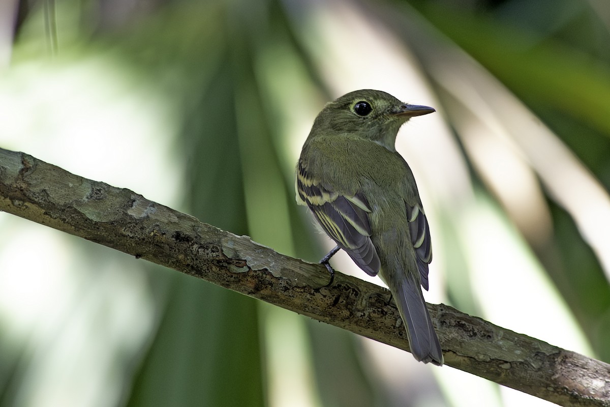 Acadian Flycatcher - ML624363623