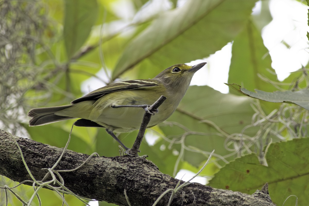 White-eyed Vireo - ML624363708