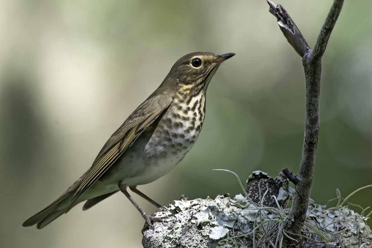 Swainson's Thrush - ML624363747