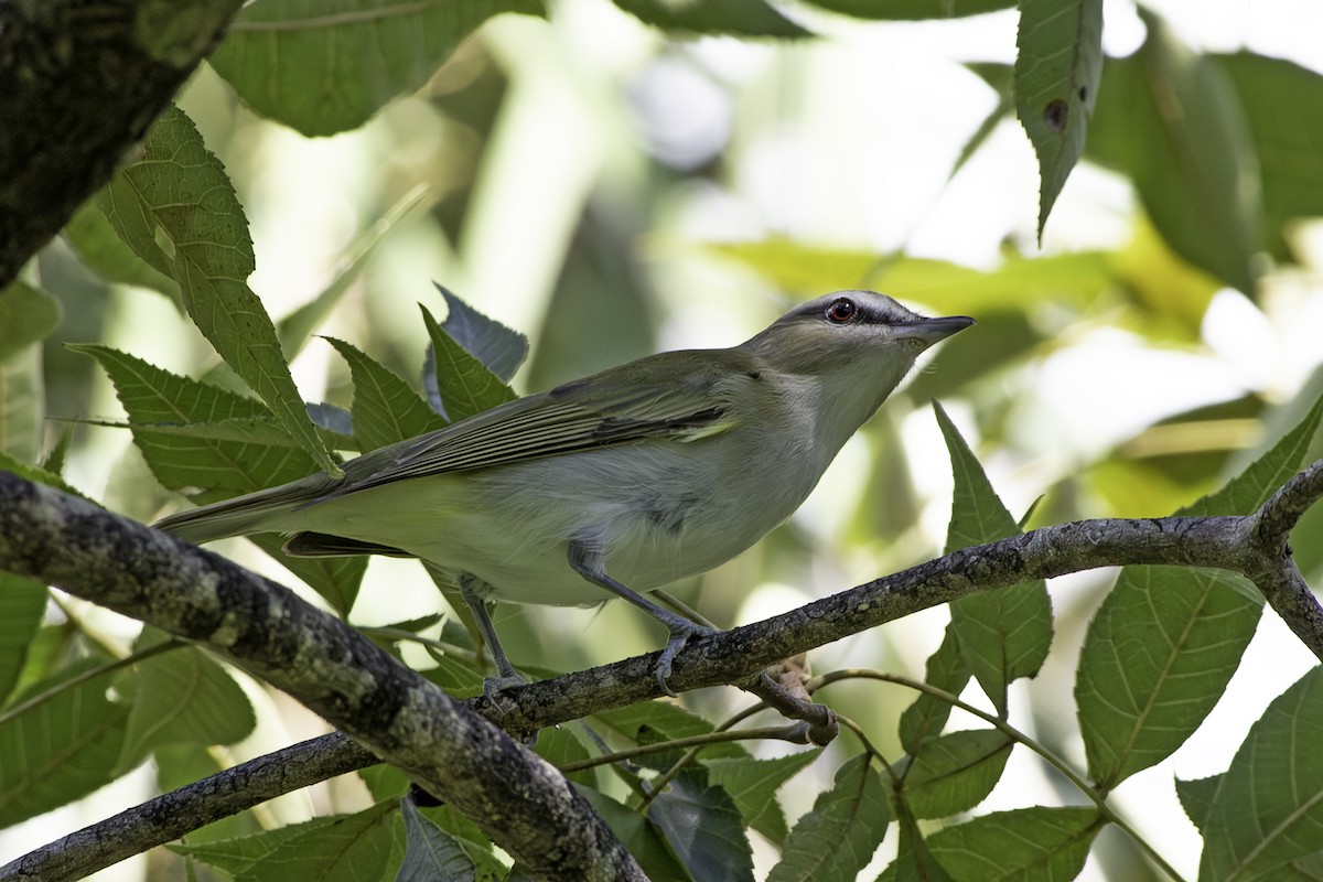 Red-eyed Vireo - ML624363819