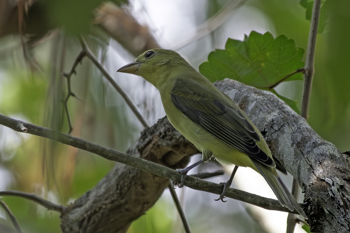 Scarlet Tanager - ML624363877