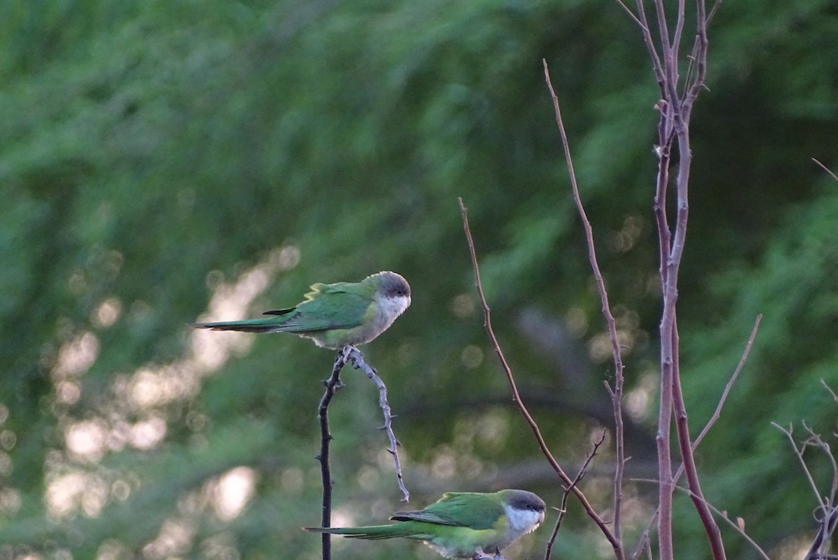 Gray-hooded Parakeet - ML624363896