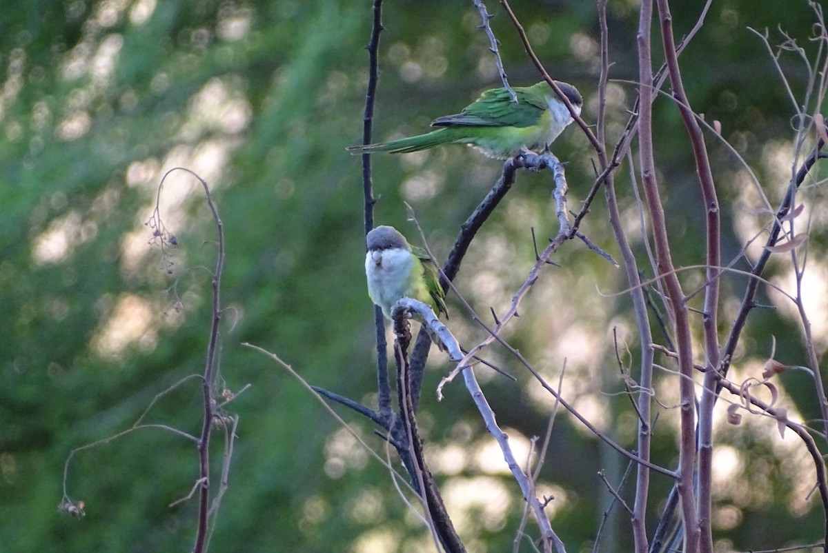 Gray-hooded Parakeet - ML624363898