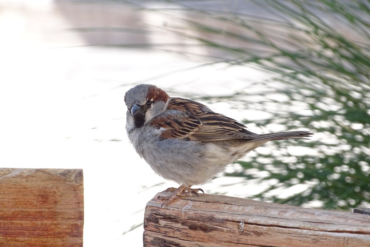 House Sparrow - ML624363931