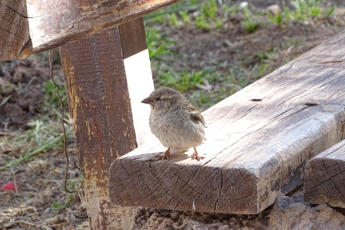 House Sparrow - ML624363932