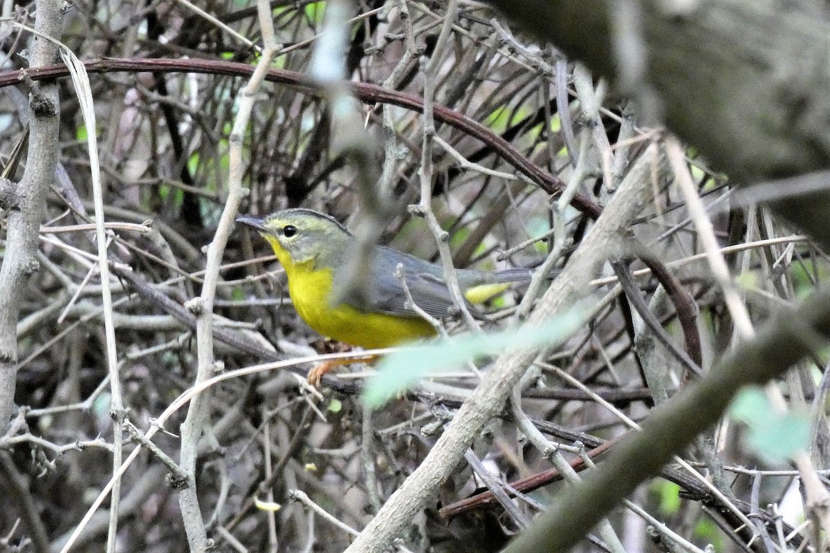 Golden-crowned Warbler - ML624363967
