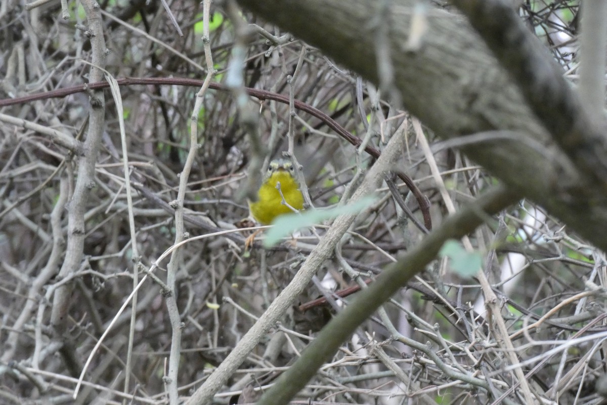 Golden-crowned Warbler - ML624363969