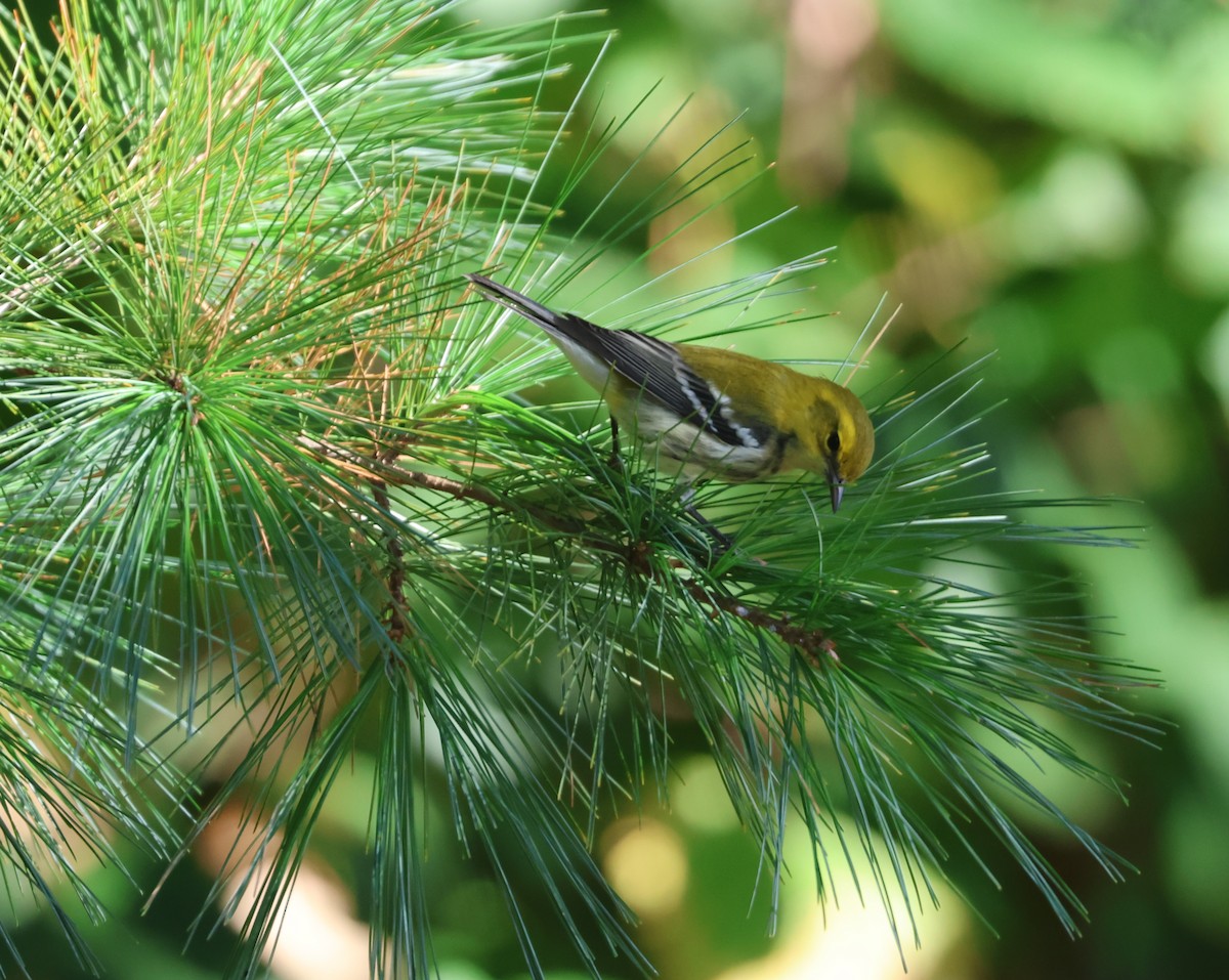 Black-throated Green Warbler - ML624363993