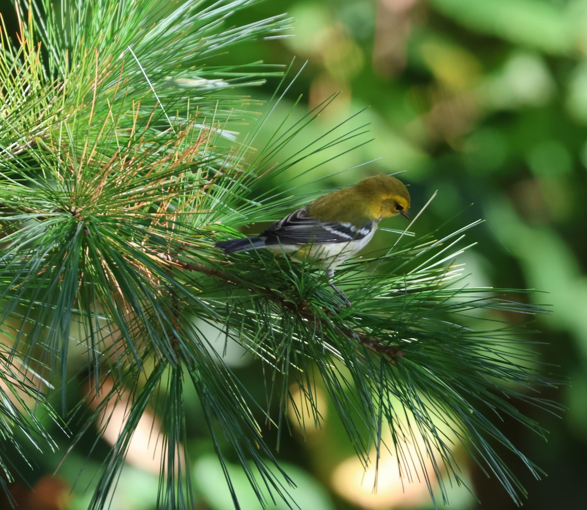 Black-throated Green Warbler - ML624363994