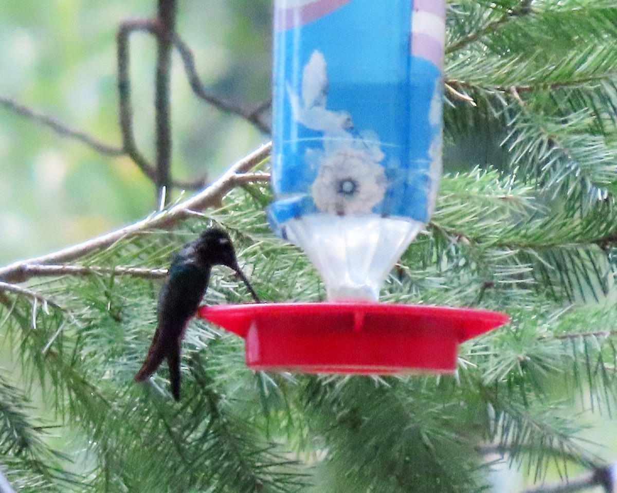 Rivoli's Hummingbird - ML624364002
