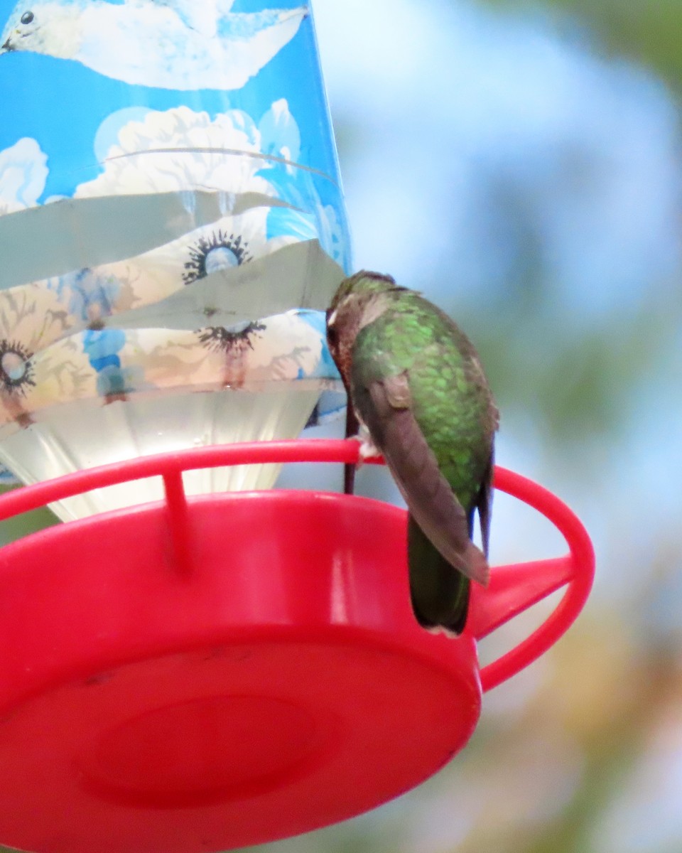 Rivoli's Hummingbird - ML624364010