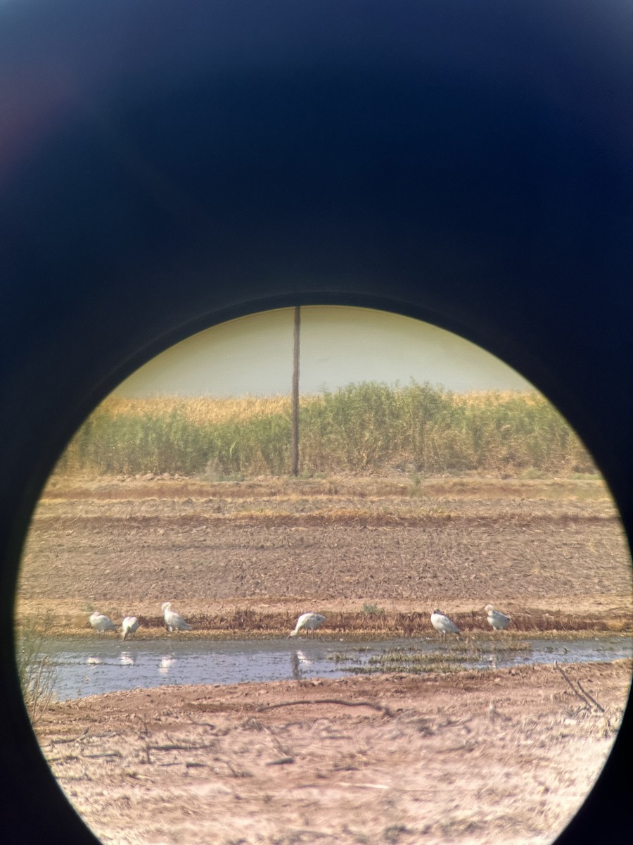 Snow Goose - ML624364017