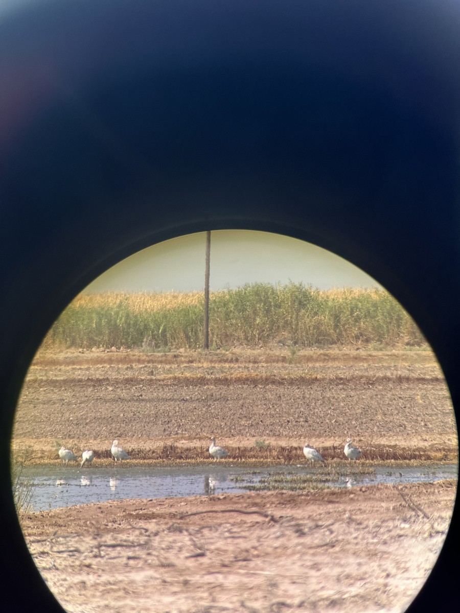 Snow Goose - ML624364018