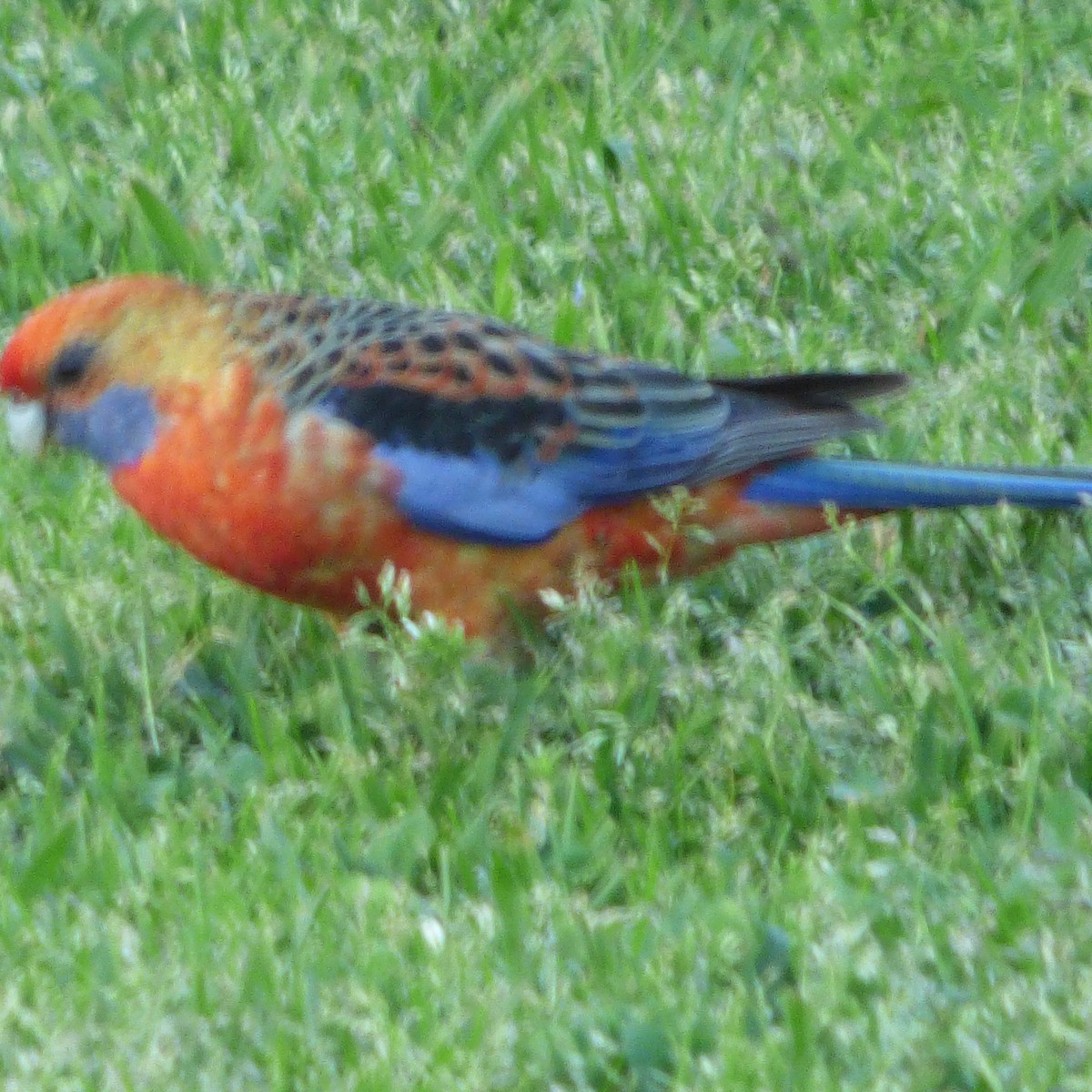 Crimson Rosella (Yellow) - ML624364033