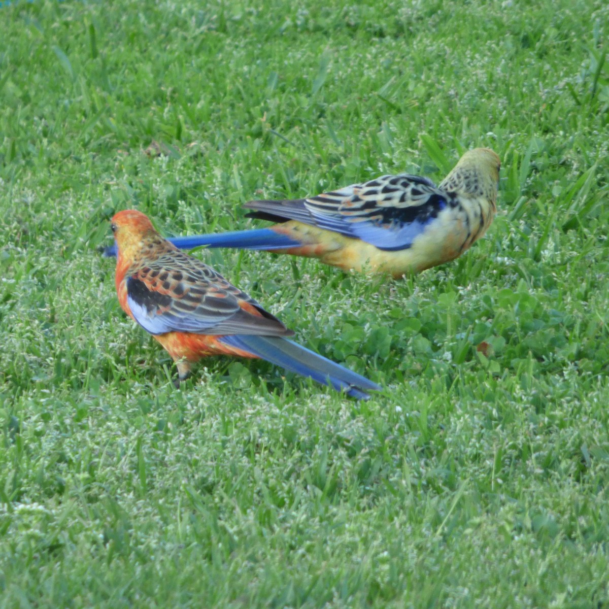 Crimson Rosella (Yellow) - ML624364034