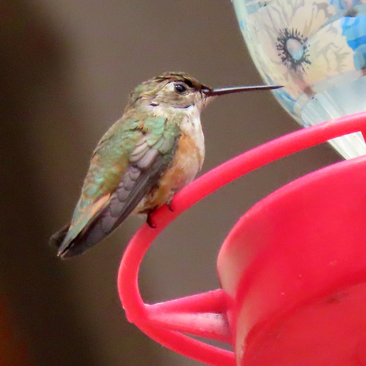 Rufous/Allen's Hummingbird - ML624364050