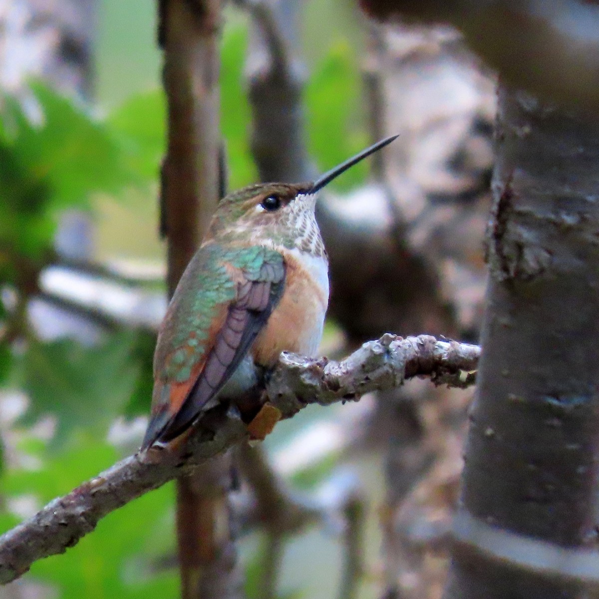 Rufous/Allen's Hummingbird - ML624364060