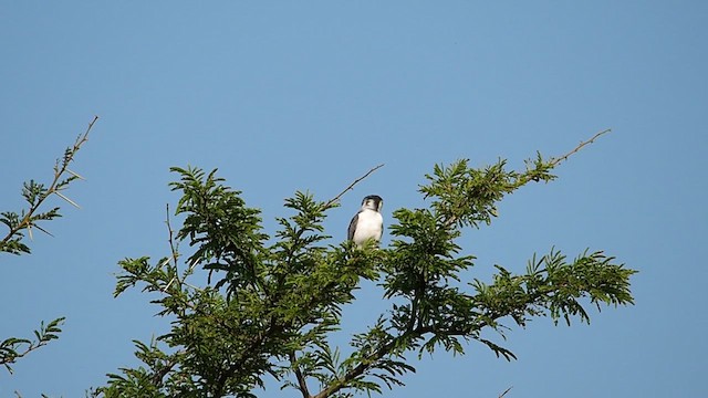 コビトハヤブサ - ML624364079