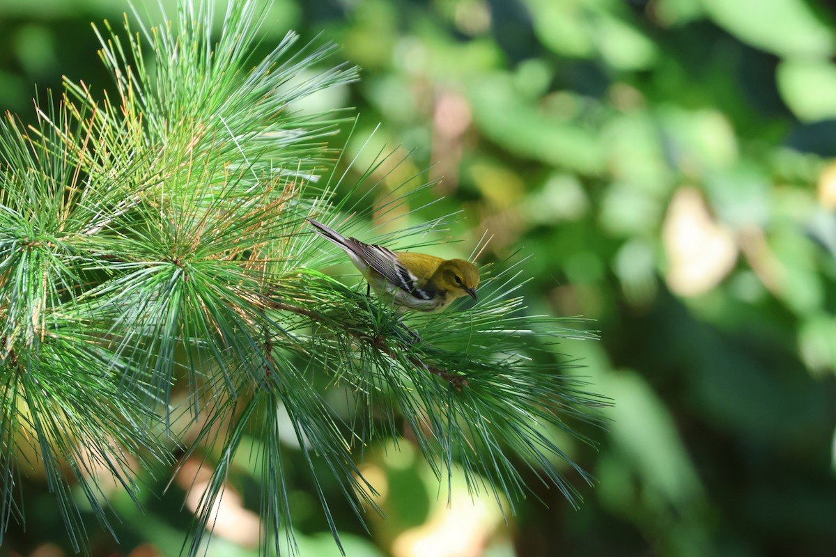 Black-throated Green Warbler - ML624364092