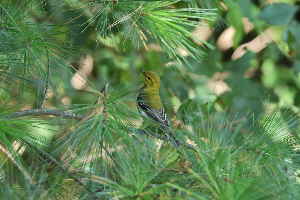 Black-throated Green Warbler - ML624364093