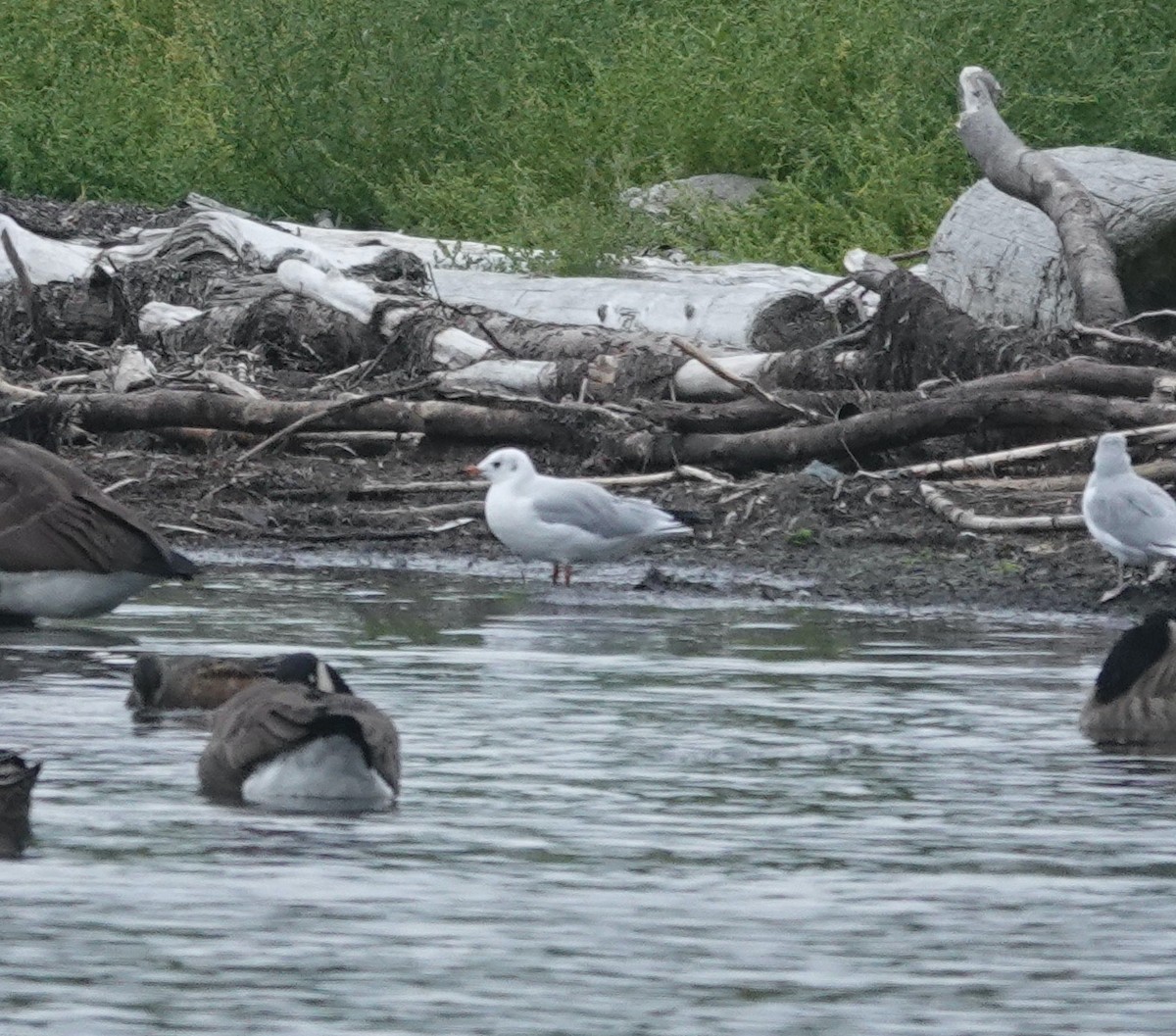 Black-headed Gull - ML624364152