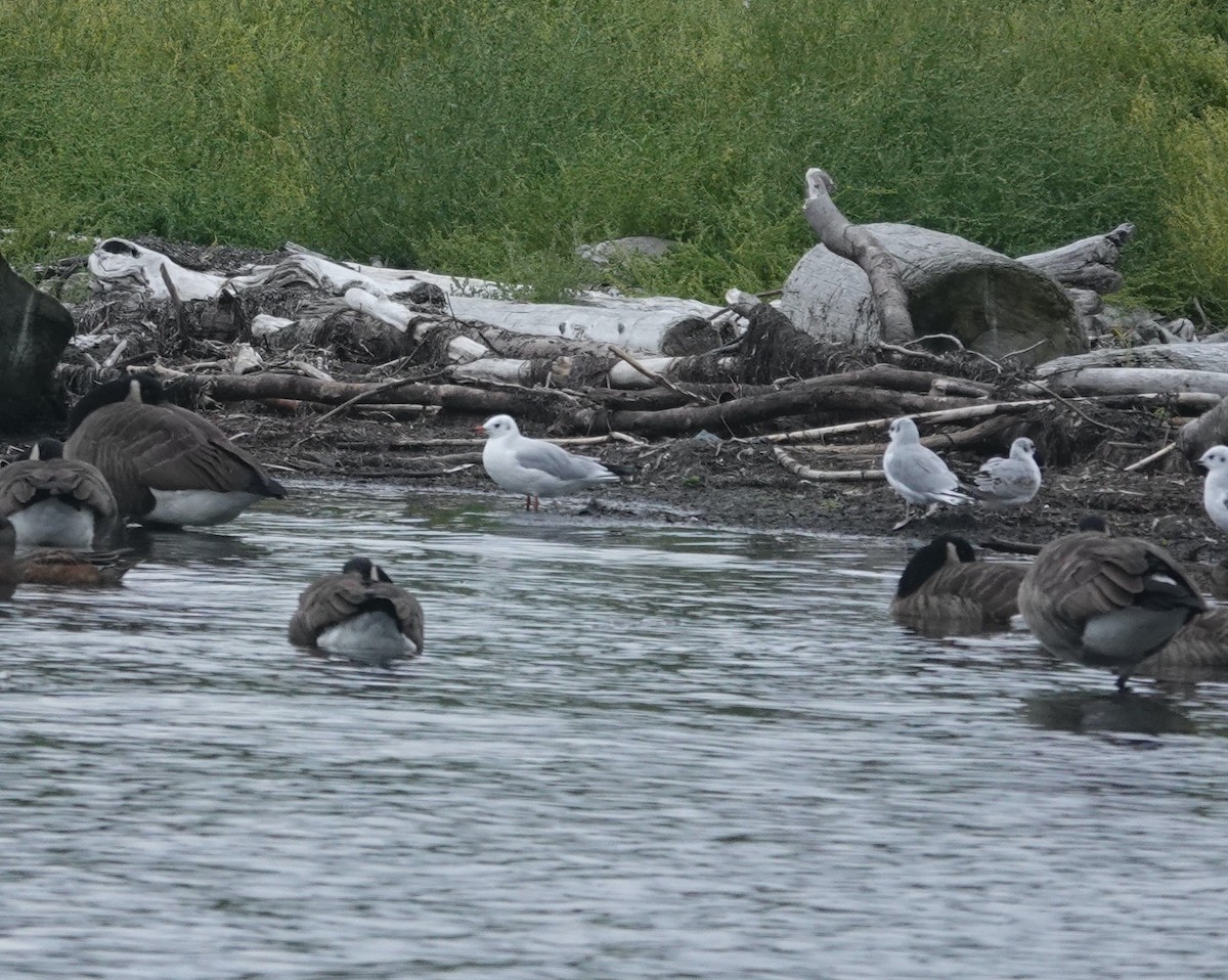 Black-headed Gull - ML624364153