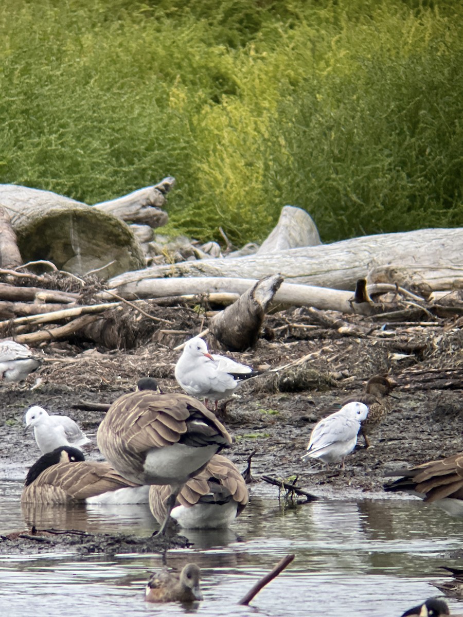 Black-headed Gull - ML624364156