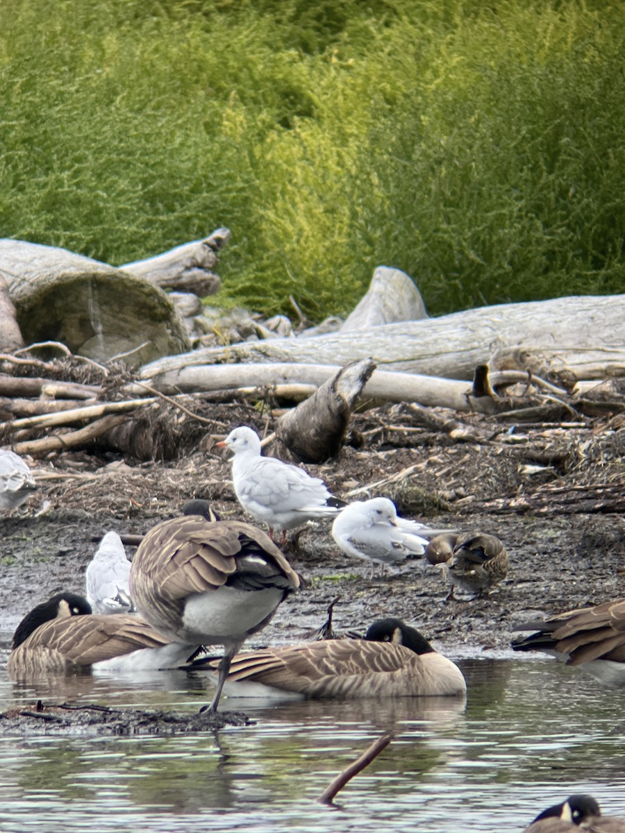 Black-headed Gull - ML624364159