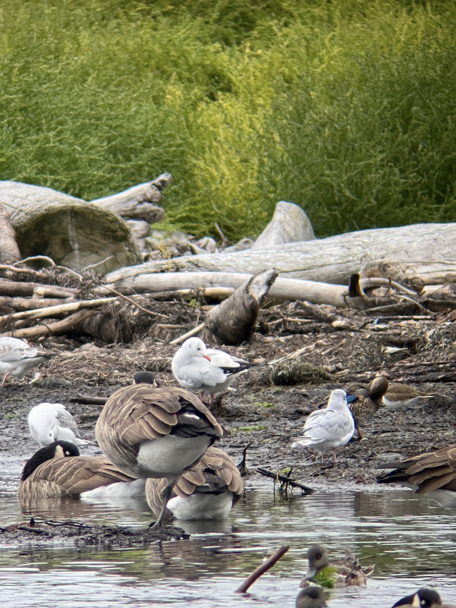 Black-headed Gull - ML624364160