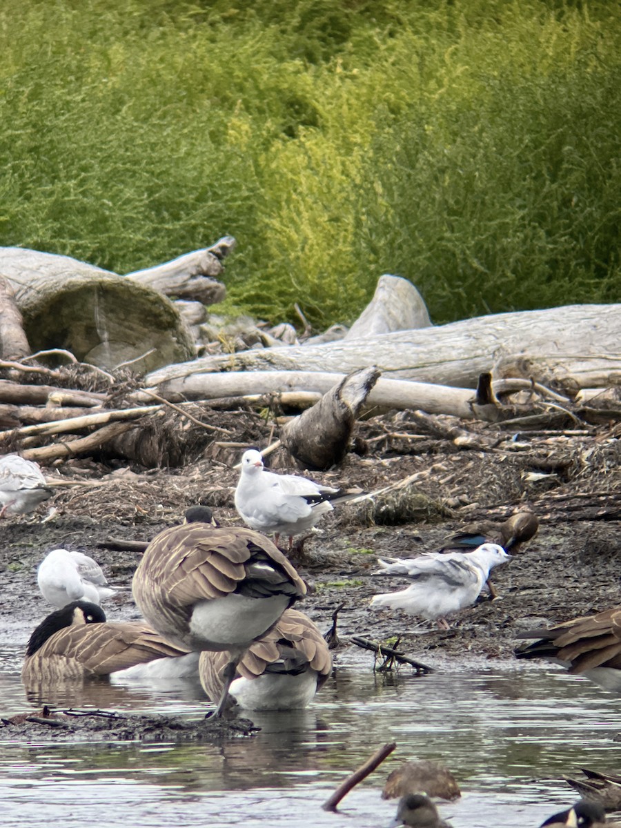 Black-headed Gull - ML624364161