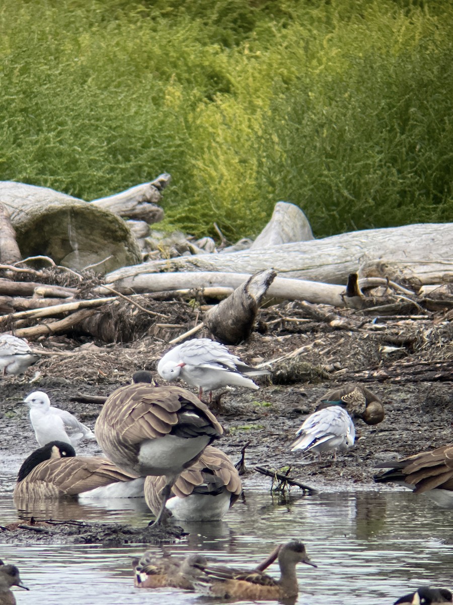 Black-headed Gull - ML624364162