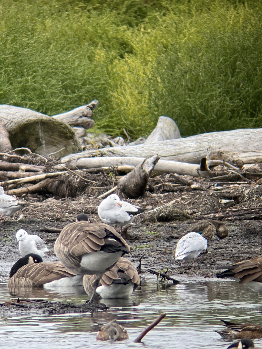 Black-headed Gull - ML624364163