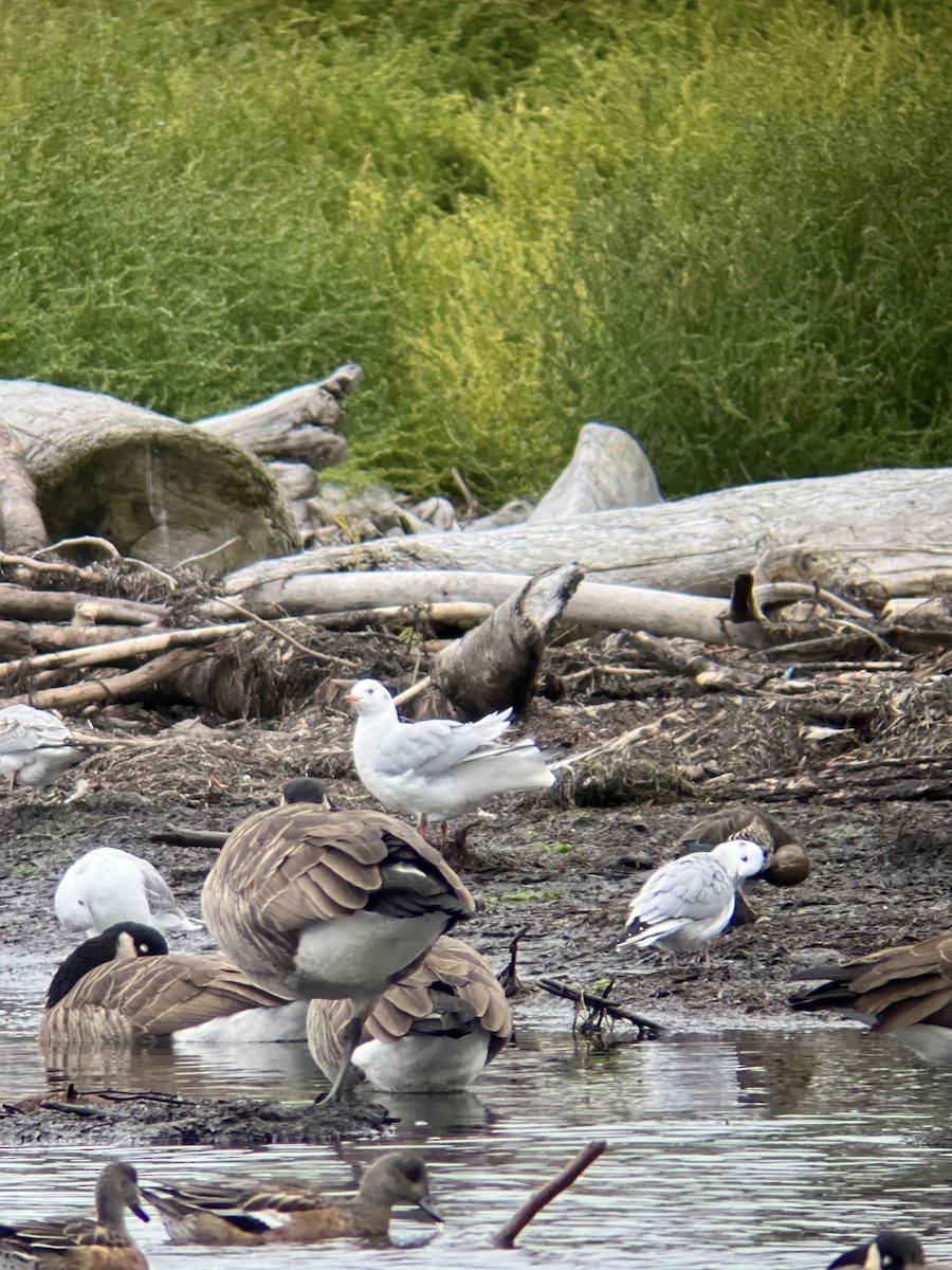 Black-headed Gull - ML624364164