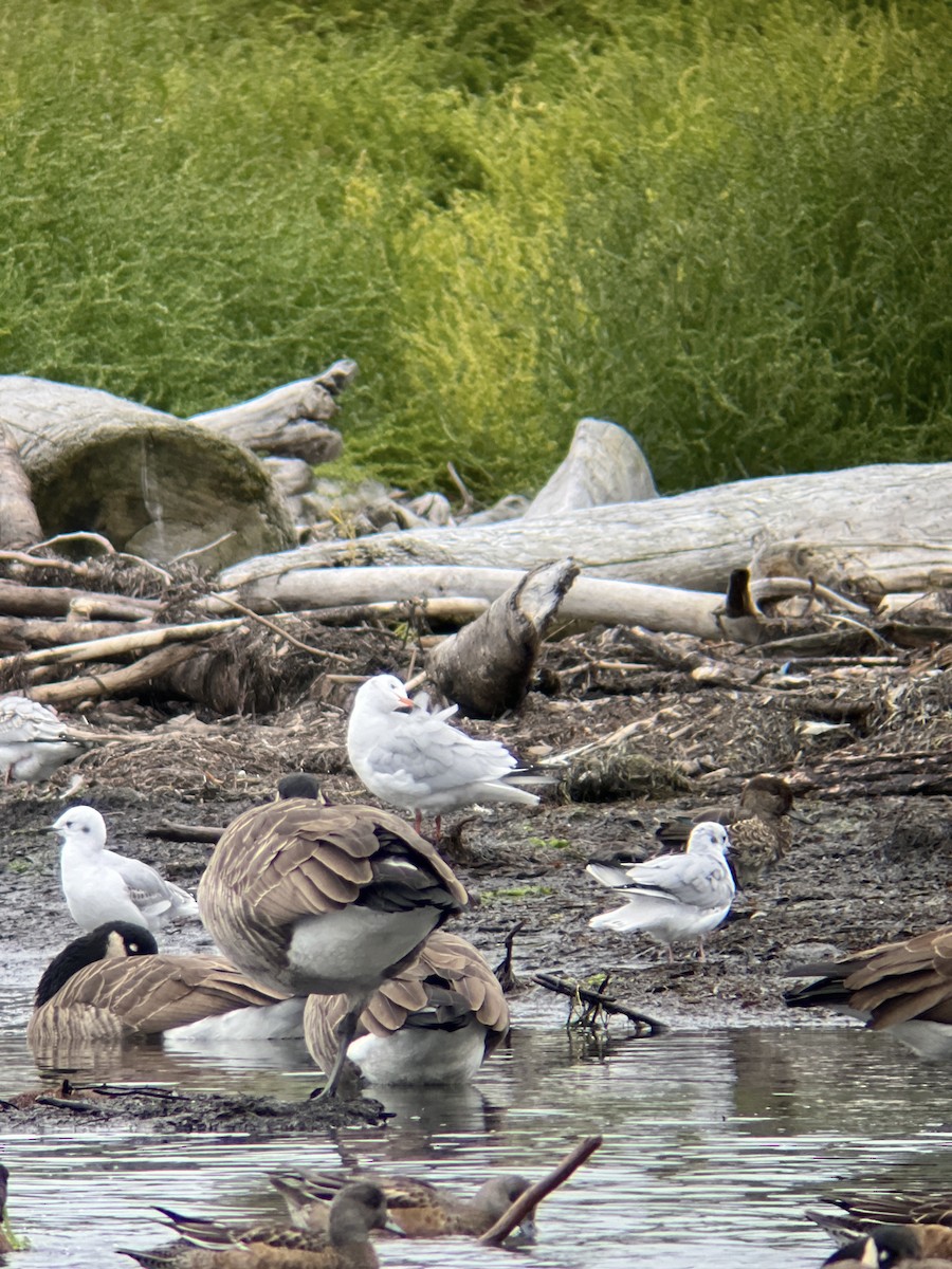 Black-headed Gull - ML624364165