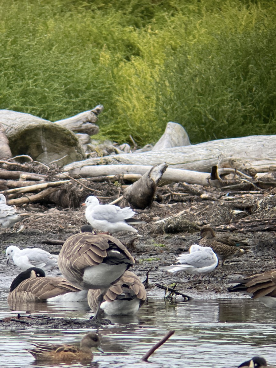 Black-headed Gull - ML624364166