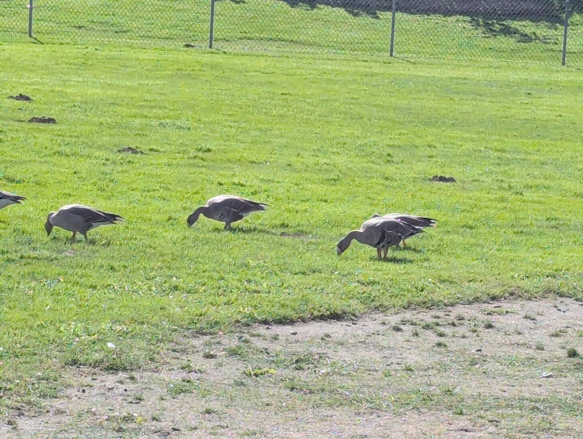 Greater White-fronted Goose - ML624364173