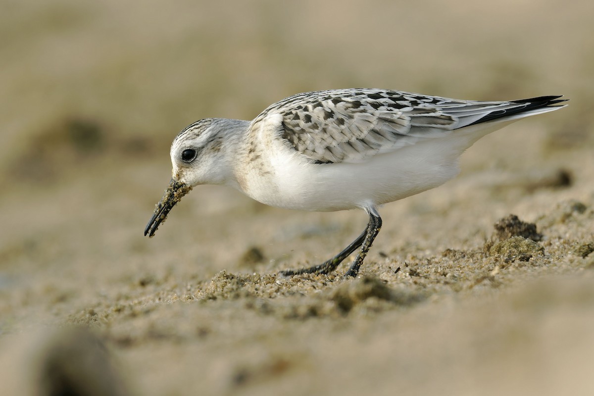 Sanderling - António Gonçalves