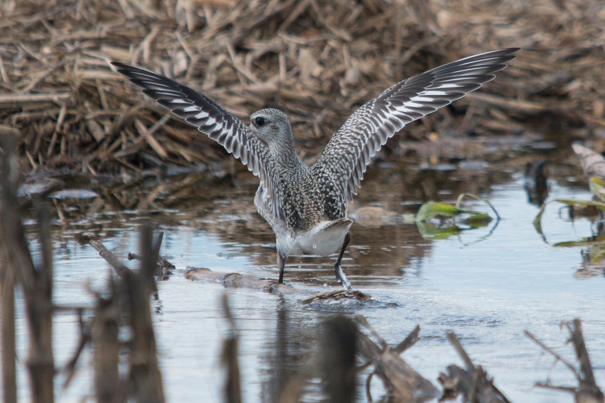 Black-bellied Plover - ML624364350