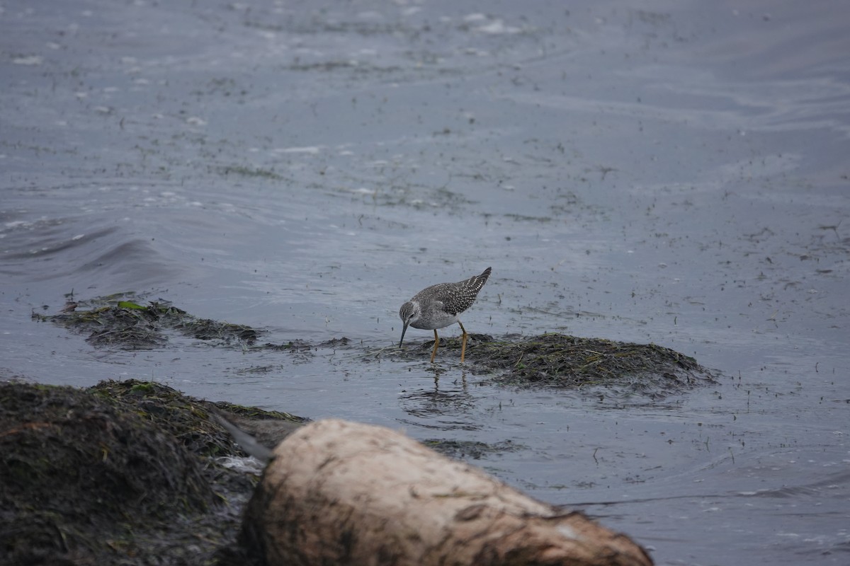 Lesser Yellowlegs - ML624364385