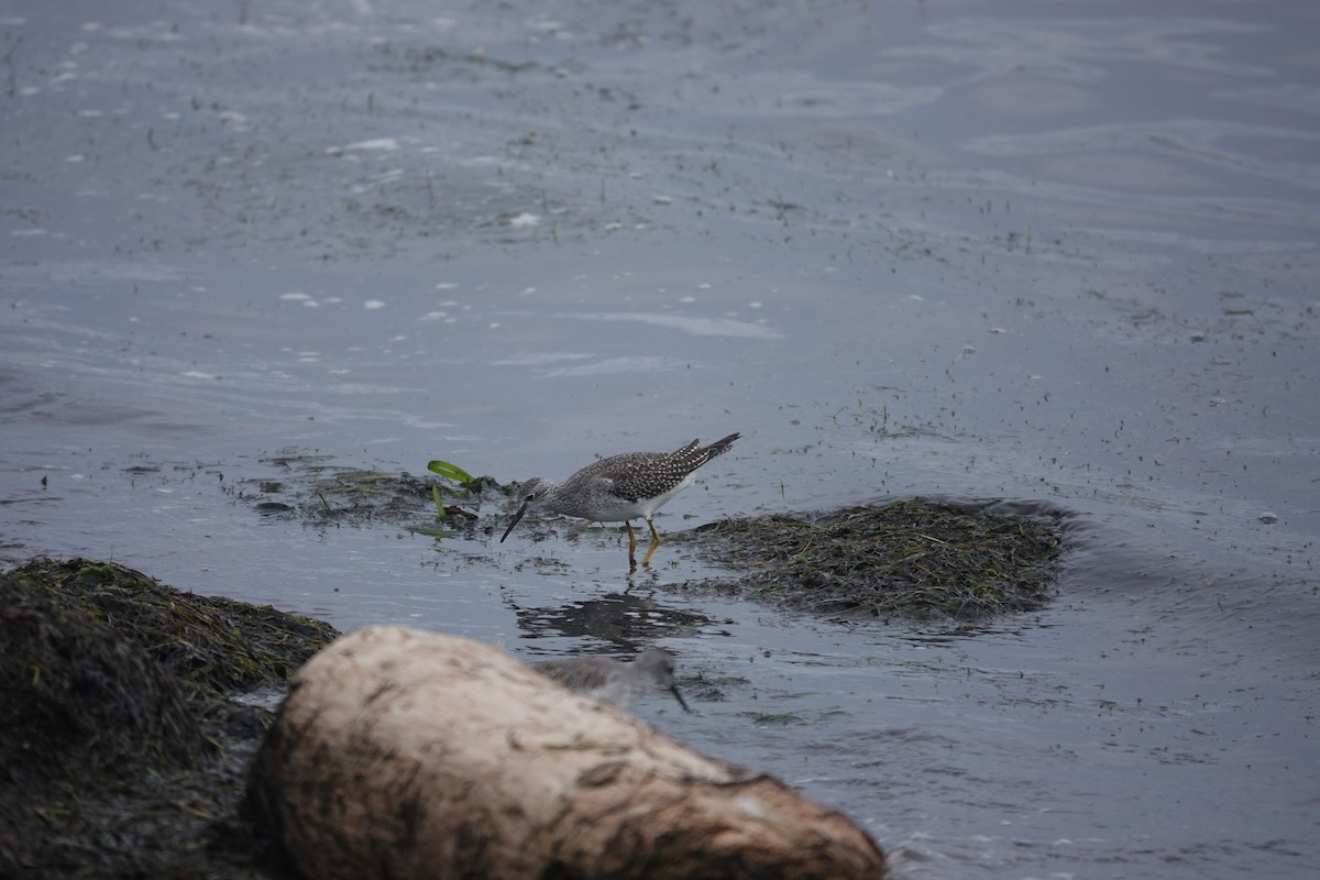 Lesser Yellowlegs - ML624364392