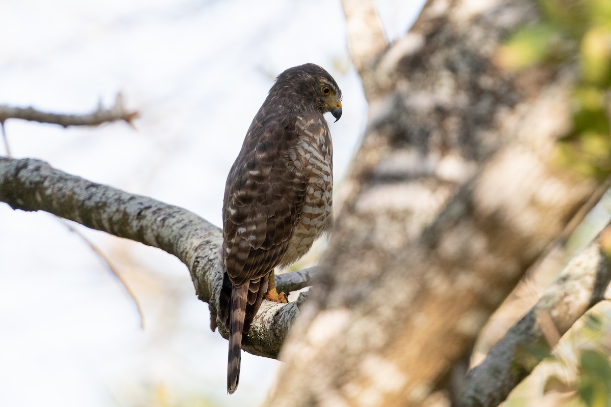 Roadside Hawk - Cory Gregory