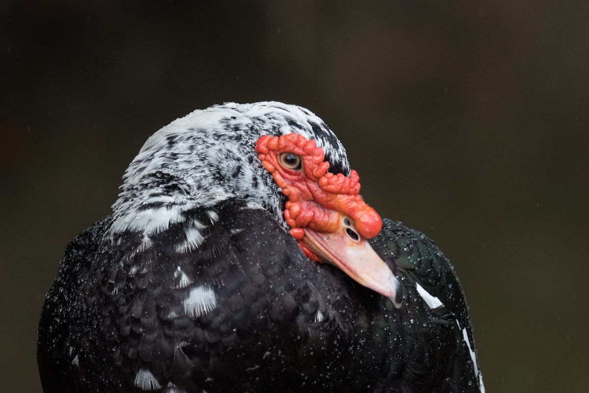 Muscovy Duck (Domestic type) - ML624364460