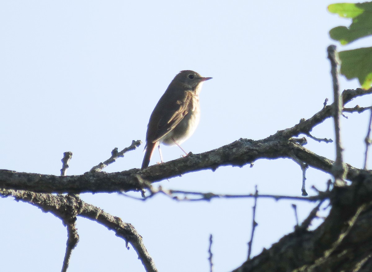 Hermit Thrush - ML624364463