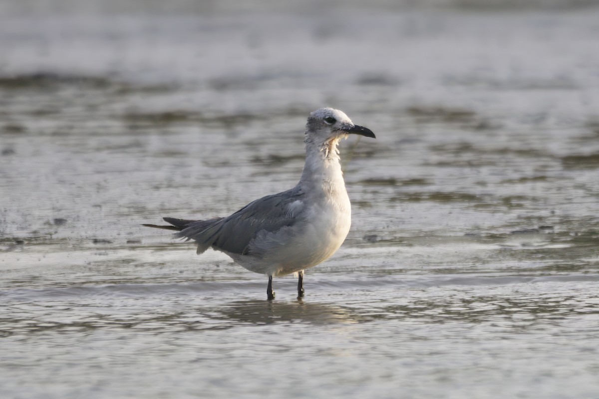 Laughing Gull - Gareth Bowes