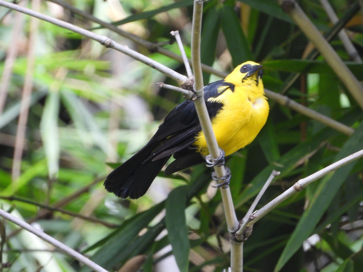 Oriole Blackbird - Manuel Pérez R.