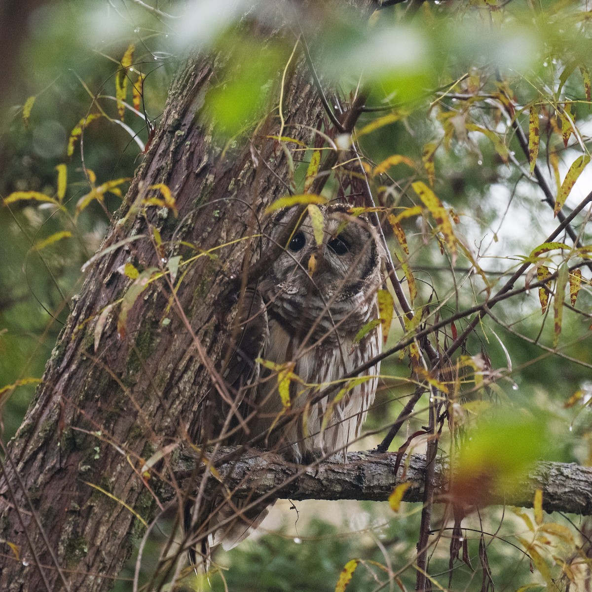 Barred Owl - ML624364471