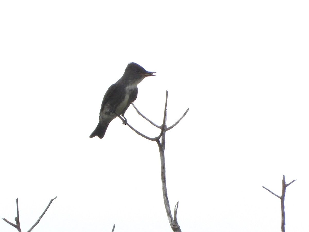 Olive-sided Flycatcher - ML624364472